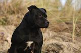 STAFFIE 323